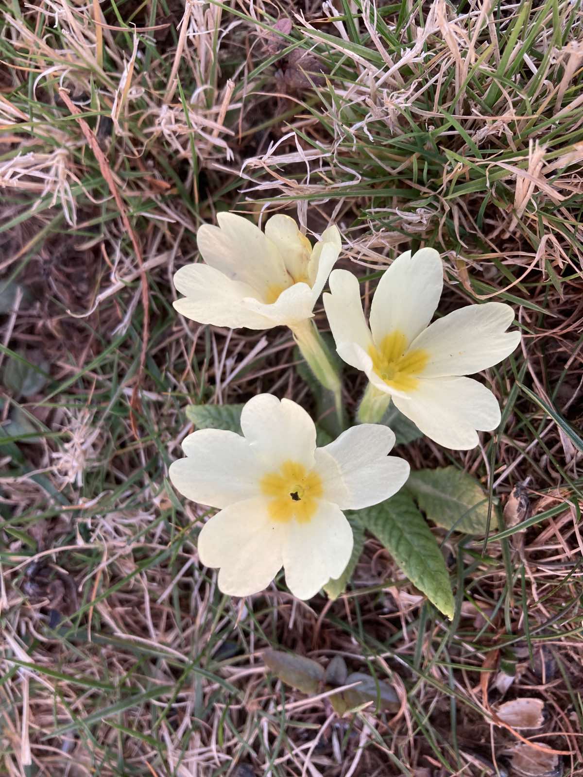 IMG 7f89bd1daecf58ce212861c61954567f V