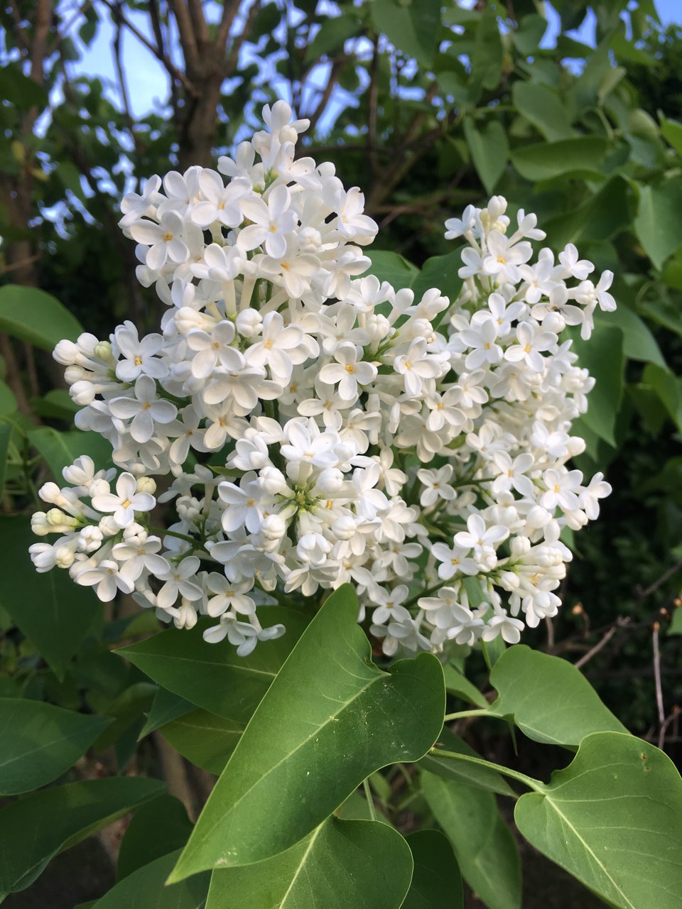 IMG 024159269b8de2a747b2b119b1ac79db V